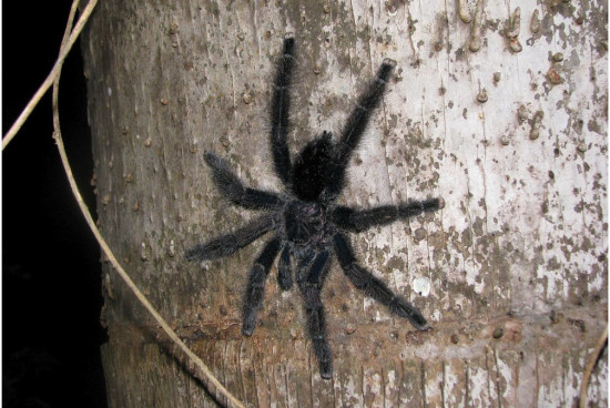 m__tARANTULA Amazonia Peru